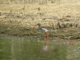 Common Redshank
