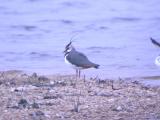 Northern Lapwing