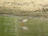 Common Redshank