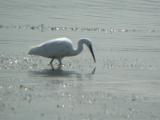 Little Egret