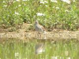 Common Redshank