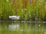 Little Egret