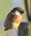Stonechat