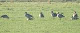 Egyptian Goose