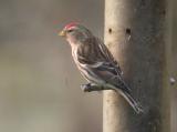 Lesser Redpoll