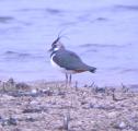 Northern Lapwing