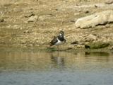 Northern Lapwing