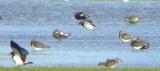 Northern Lapwing