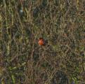 Common Bullfinch