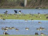 Northern Lapwing