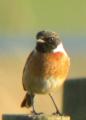 Stonechat
