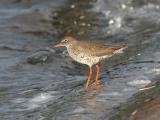 Common Redshank