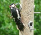 Great Spotted Woodpecker
