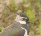 Northern Lapwing
