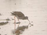 Common Redshank