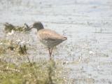 Common Redshank