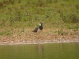 Northern Lapwing