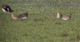 European Golden Plover