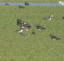 Northern Lapwing