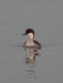 Smew