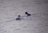Smew