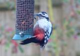 Great Spotted Woodpecker