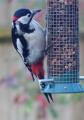 Great Spotted Woodpecker