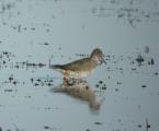 Common Redshank