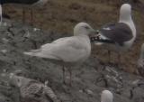 Iceland Gull