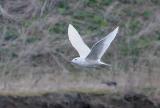 Iceland Gull
