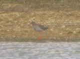 Common Redshank