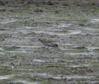 Common Redshank