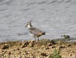 Northern Lapwing