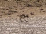 Northern Lapwing