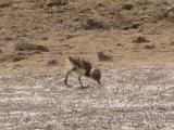 Northern Lapwing