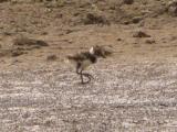Northern Lapwing