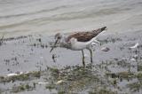Common Redshank