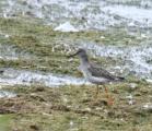 Common Redshank