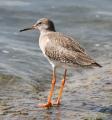 Common Redshank