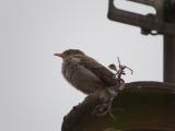Rosy Starling