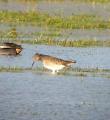 Common Redshank
