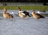 Egyptian Goose