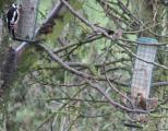 Great Spotted Woodpecker