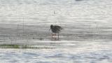 Common Redshank