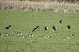 Northern Lapwing