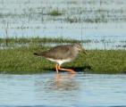 Common Redshank