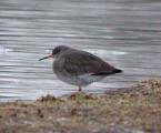 Common Redshank