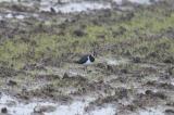 Northern Lapwing