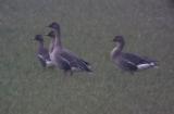 Bean Goose