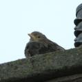 Rosy Starling